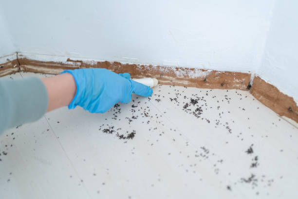 Best Pest Removal Services  in Sleepy Hollow, NY